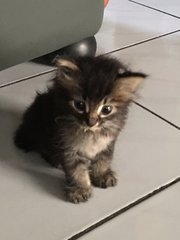 Pepito - Domestic Short Hair Cat