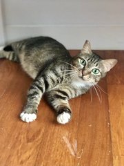 Arwen - Domestic Short Hair Cat