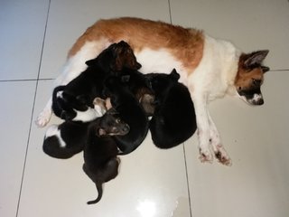 Ten Pups! - Mixed Breed Dog