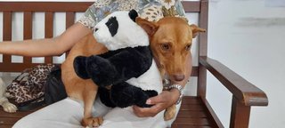 Hazel Eyes - Pit Bull Terrier Mix Dog