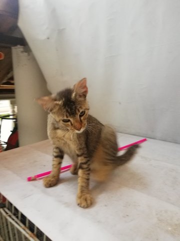 Bobo - Domestic Short Hair Cat