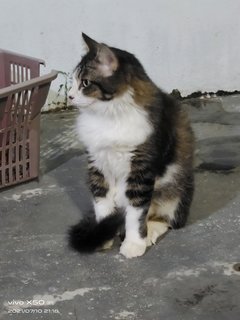 Cola - Domestic Medium Hair Cat