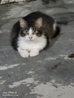 Cola - Domestic Medium Hair Cat