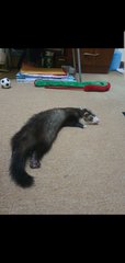 Cocobee - Ferret Small & Furry