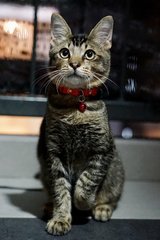 Pepper - Domestic Medium Hair Cat