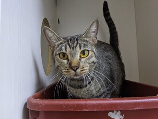 Juliet - Domestic Short Hair Cat