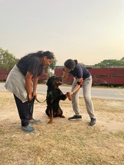 PF105187 - Rottweiler Dog