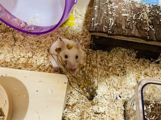 Honey - Syrian / Golden Hamster Hamster