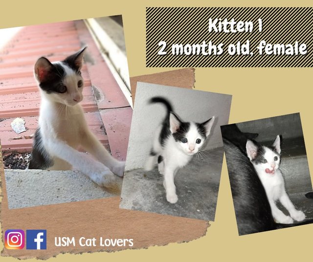 Kitten 1 - Domestic Short Hair Cat