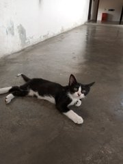 Kitten 2 - Domestic Short Hair Cat