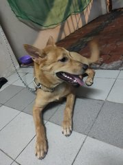 Bubbly - Mixed Breed Dog