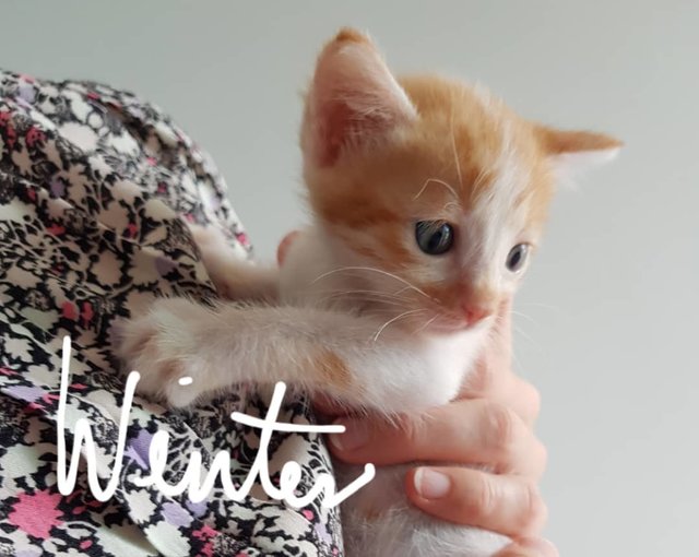 Super Cute 1 Month Kittens! - Domestic Short Hair Cat