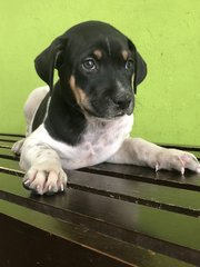 Precious 6 - Saint Bernard Dog