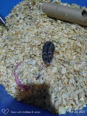 Female Russian Dwarf Hamster - Striped Hairy Foot Russian Hamster Hamster