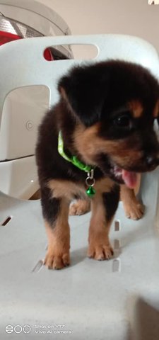 Rajoo Tamil Selvi - German Shepherd Dog Mix Dog