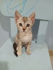 Ashley  - Domestic Short Hair Cat