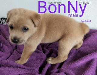 Bonny (Bobtailed) - Labrador Retriever Mix Dog