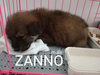 Zanno (Renamed: Hobi) - Black Labrador Retriever Mix Dog