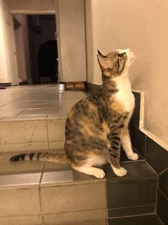 Luna - Domestic Short Hair Cat