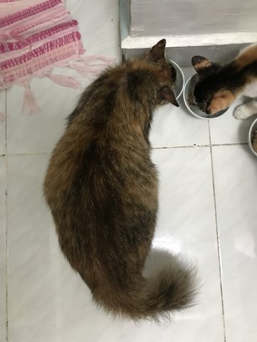 Ginny - Domestic Medium Hair Cat