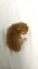 Ginny - Domestic Medium Hair Cat