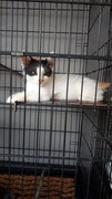 Tarzan Girl Free Neuter Adopt In Pair - Domestic Short Hair Cat
