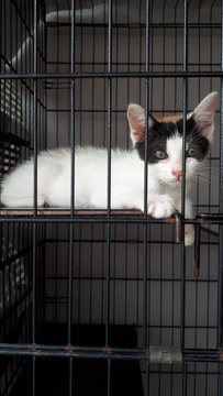 Tarzan Girl Free Neuter Adopt In Pair - Domestic Short Hair Cat