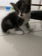 5 Kittens  - Domestic Short Hair Cat