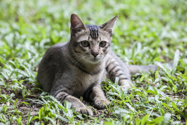 Oliver - Domestic Short Hair Cat