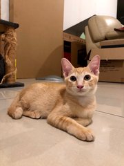 Light Brown - Domestic Short Hair Cat