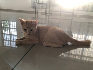 Light Brown - Domestic Short Hair Cat