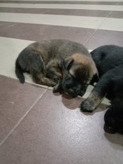 Blackie, Minnie And Milo - Mixed Breed Dog