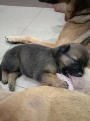 Blackie, Minnie And Milo - Mixed Breed Dog