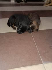 Blackie, Minnie And Milo - Mixed Breed Dog