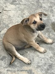 Blackie, Brownie - Mixed Breed Dog