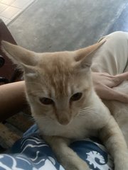 Jijie  - Domestic Short Hair Cat