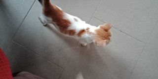 Ebi - Domestic Medium Hair Cat