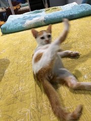Ebi - Domestic Medium Hair Cat