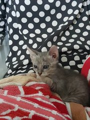 Milka And Grisonant - Domestic Short Hair Cat