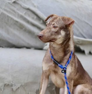 Aden - Swedish Vallhund Mix Dog