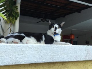 Moo Moo - Domestic Short Hair + Tuxedo Cat