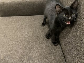 Onyx - Domestic Medium Hair Cat