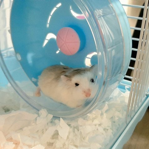 Mochi - Roborovsky's Hamster Hamster