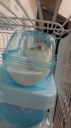 Mochi - Roborovsky's Hamster Hamster