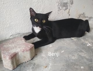 Ben Ji - Tuxedo Cat