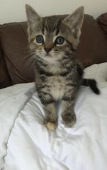Tomo - Domestic Short Hair Cat