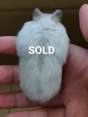 2 Months Winter White - Short Dwarf Hamster Hamster