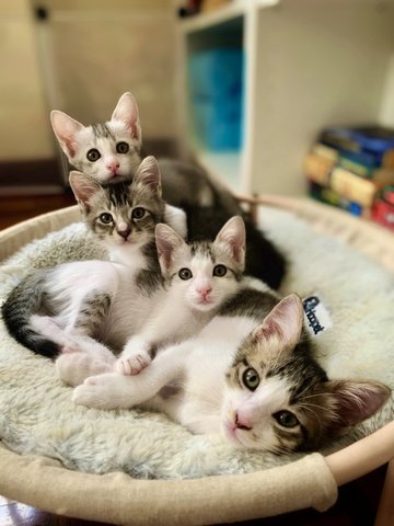 Ember &amp; Soot - Domestic Short Hair Cat