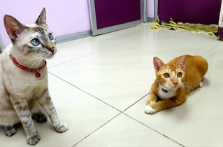 Alfie &amp; Tilly - Domestic Short Hair Cat