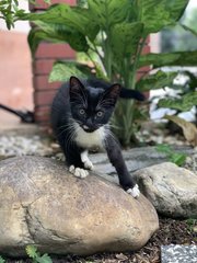 Unnamed  - Tuxedo Cat